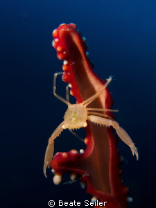 little crab , hold on ! by Beate Seiler 